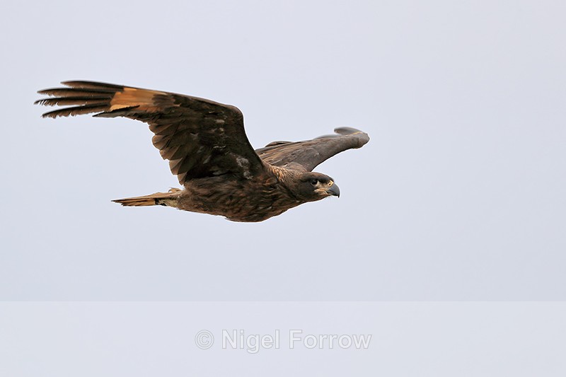 Striated Caracara (juvenile) in flight, Carcass Island, Falklands - Striated Caracara