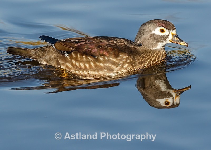 Astland Photography, Bird and Wildlife Images, Susan and Peter Wilson, U.K.