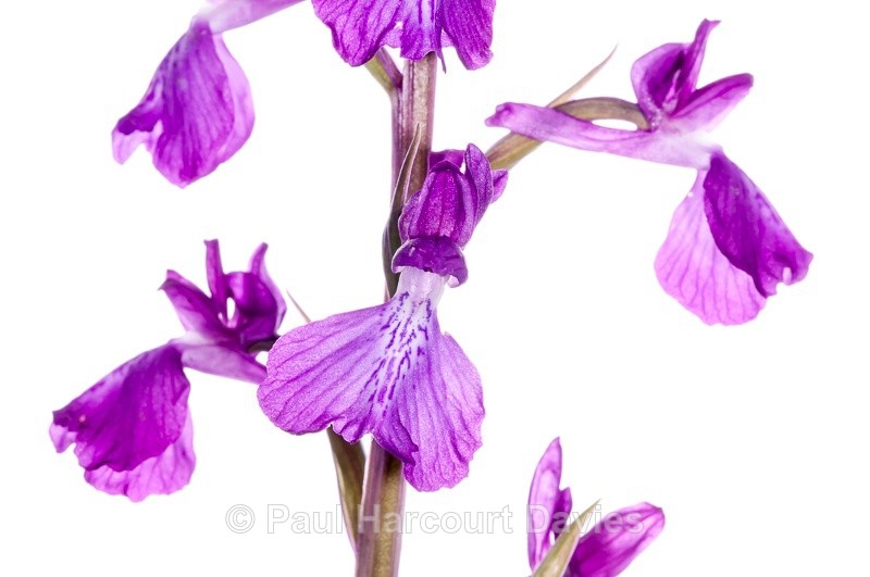  - WB: Orchids - Orchis