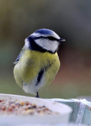 114jpg - Animals