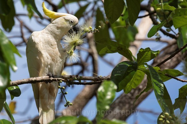  - Australian Birds