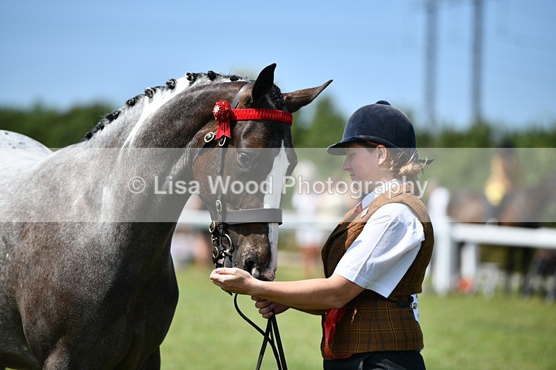 DSC_7942 - Coloured Horse In Hand Championship
