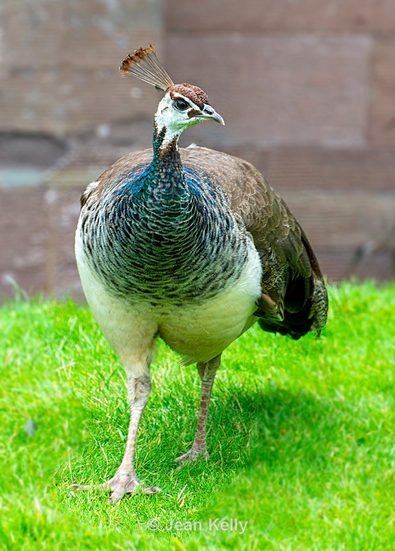 Peahen - DSC_7846 - Birds