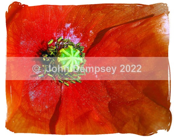 Red Poppy Flag - Plants and Insects