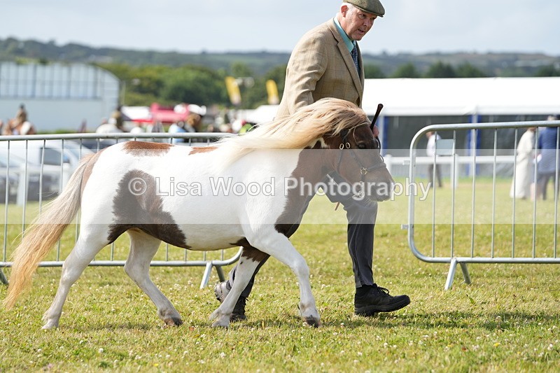 DSC05248 - Class 49: NPS Shetland 4 years and over