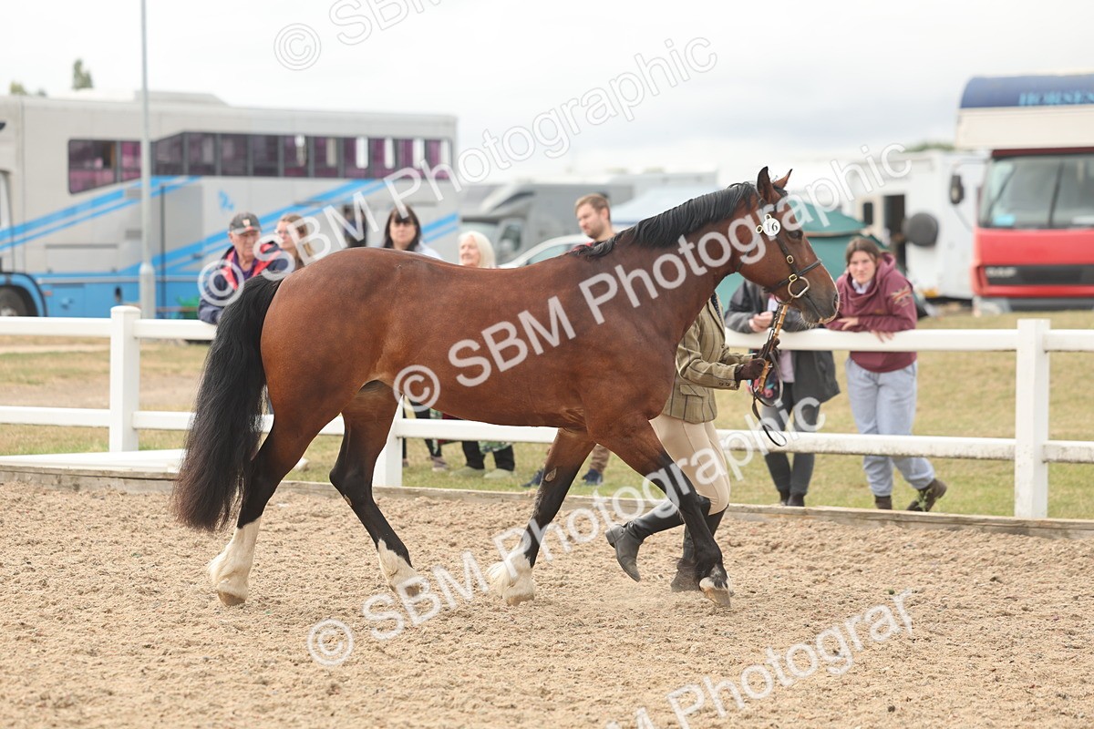 SBM_03218 - Class 16 - IH M&M Wildcard