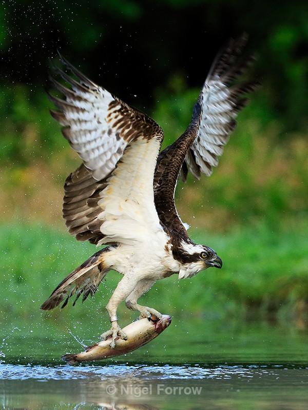 Rothiemurchus Osprey with trout - Osprey