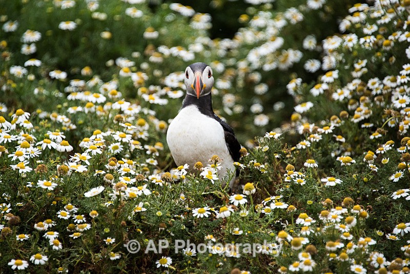 ACP_0026-1 - Puffins on Skomer Island