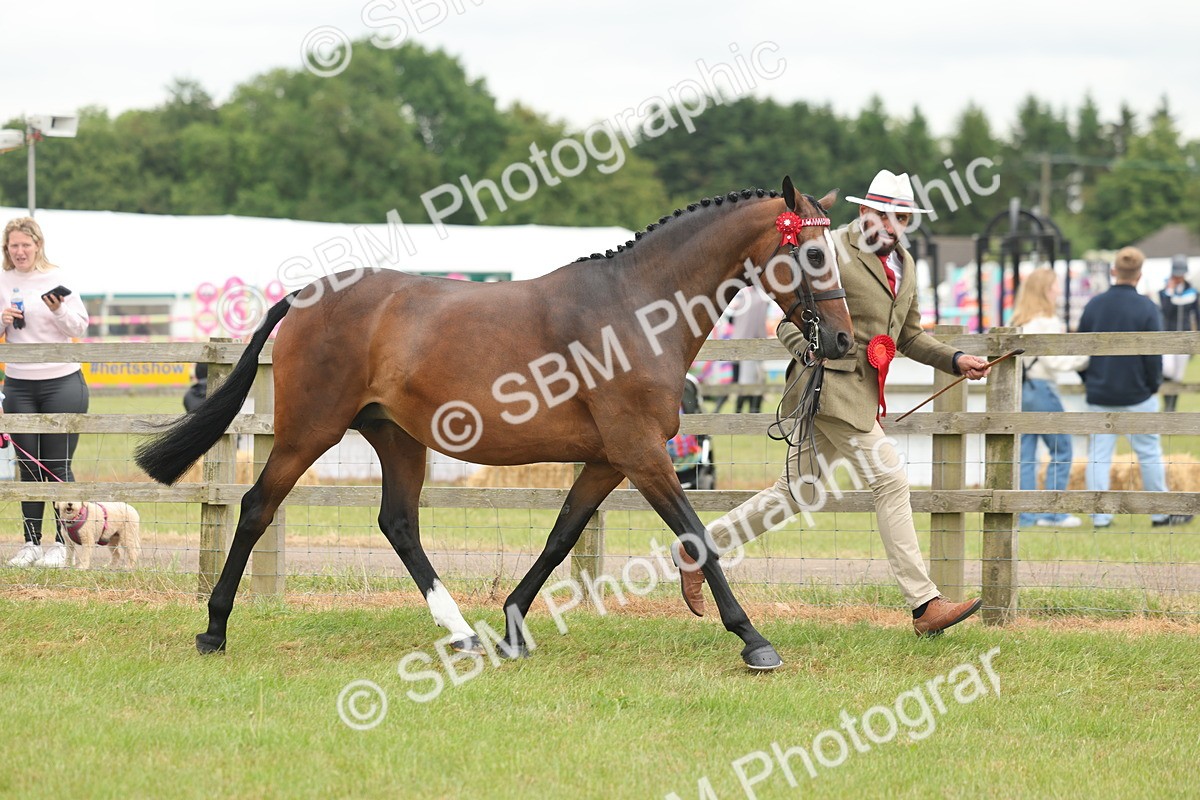 SBM_05543 - Class 68-73 - Riding Pony Breeding