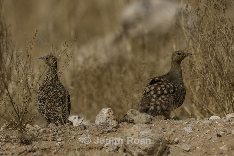 Namaqua Sandgrouse, female & male - Namibia 2022