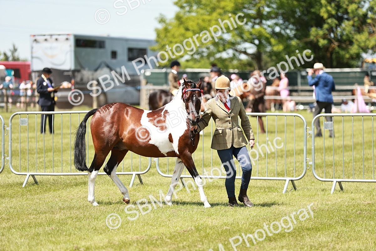 SBM_05457 - Class 41-45 - Riding Pony-Hunter Pony Breeding