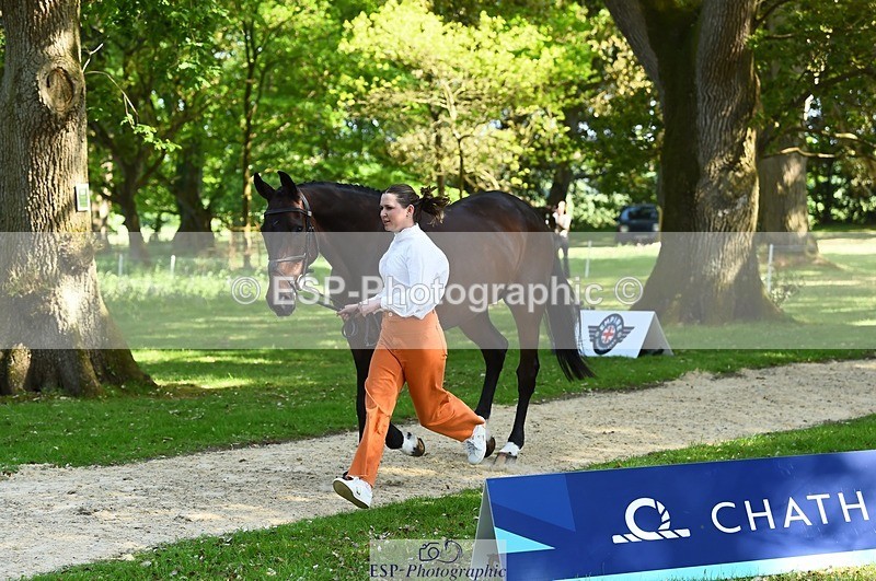 230524-161812-00825 - 263-CARWARTHEN_HARRIER-Polly_Muirhead-WEDTrotUp+DR