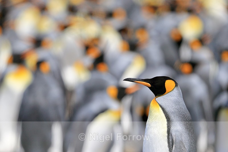 King Penguin, colony background, Volunteer Point, Falklands - King Penguin