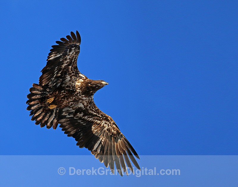 Haliaeetus leucocephalus (Juvenile) in Flight - Birds of Atlantic Canada