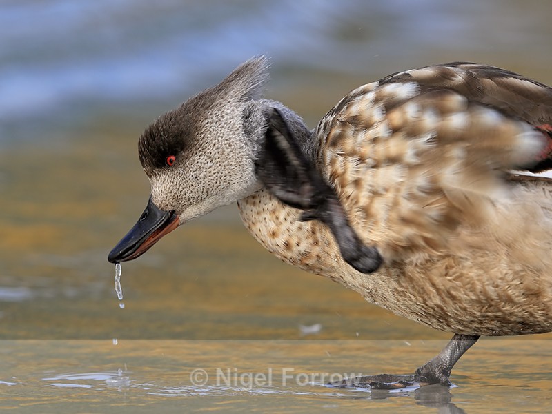 Crested Duck scratching close view, Carcass Island, Falklands - Crested Duck