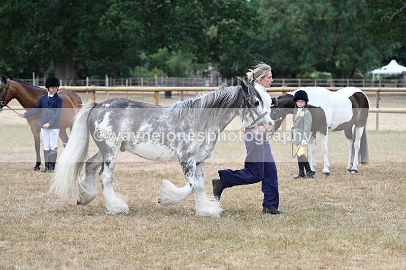 WJ7_9640 - Class 5 Most Handsome Gelding (up to 14.2hh)