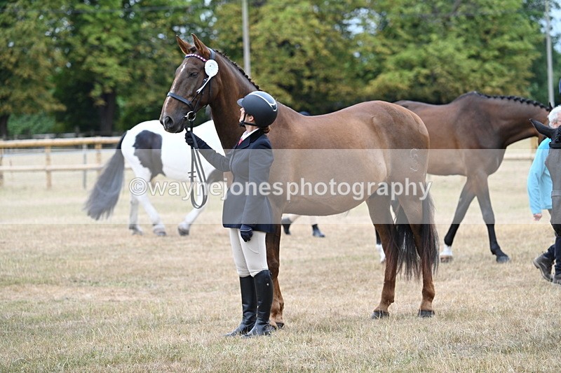 WJ7_0201 - Class 5a Most Handsome Gelding (above 14.2hh)