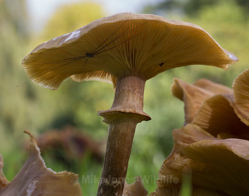 Fungi, Cholmondeley Castle, Cheshire - FUNGI (MUSHROOM) IMAGES