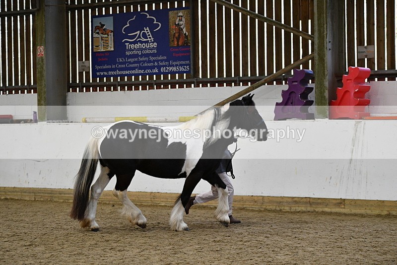 WJ5_5006 - Class 7 In hand coloured / odd coloured