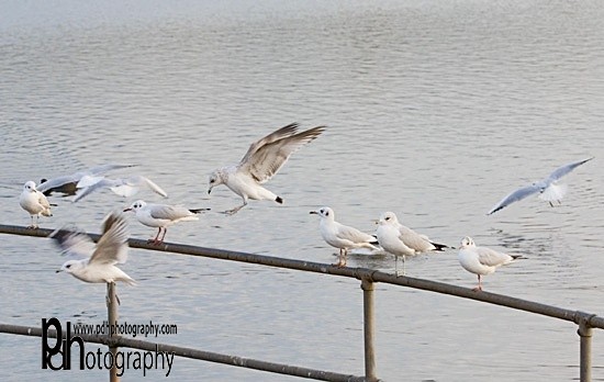 ChewLake_gulls-1-0150 - Natural World Birds