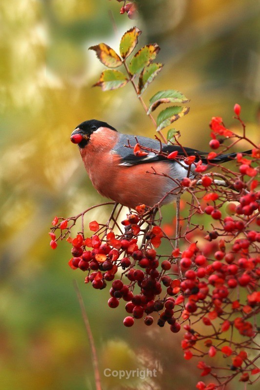 Male Bullfinch - Birds