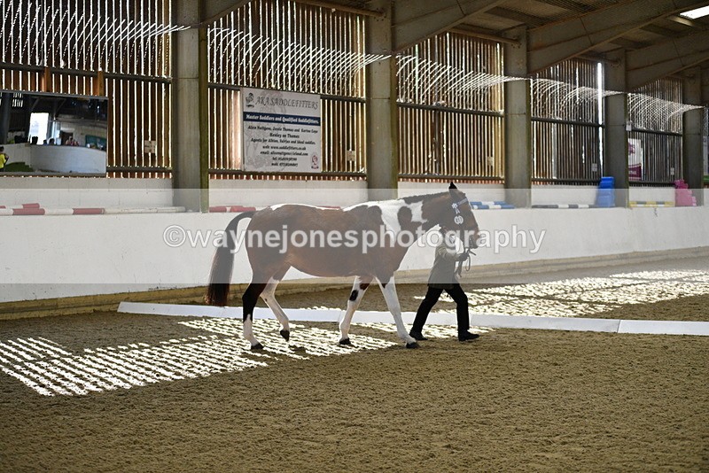 WJ5_3834 - Class 5 In Hand Veterans