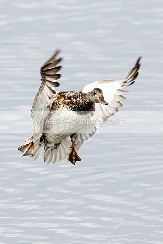 20180531-Woolston-8E0A6877 - Gadwall
