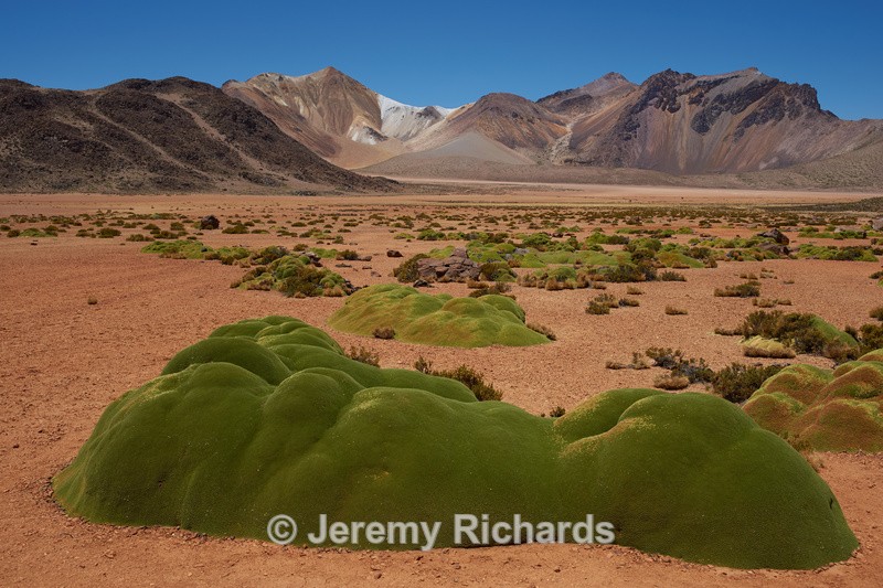 Cushion Plants on the Altiplano - Altiplano of North-East Chile