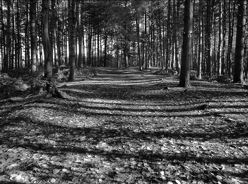 Delamere Forest Cheshire England - Monochrome