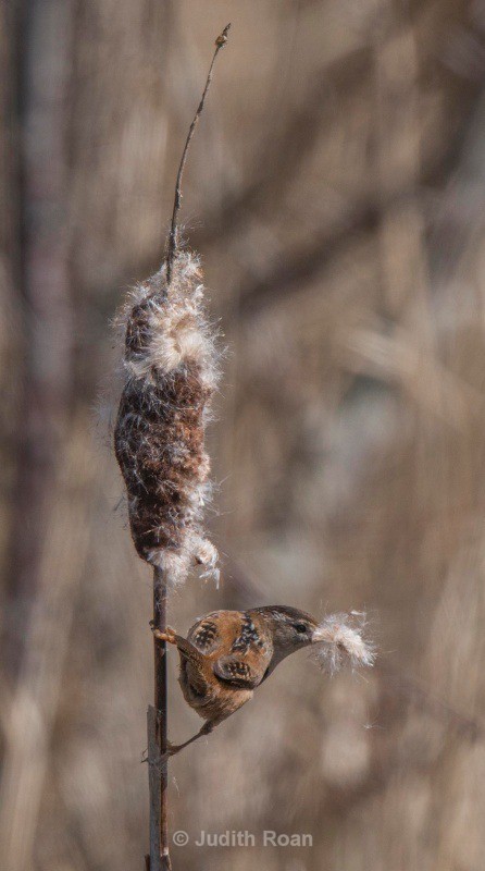 Marsh Wren with nesting material - Backyard Birds of the Pacific Northwest