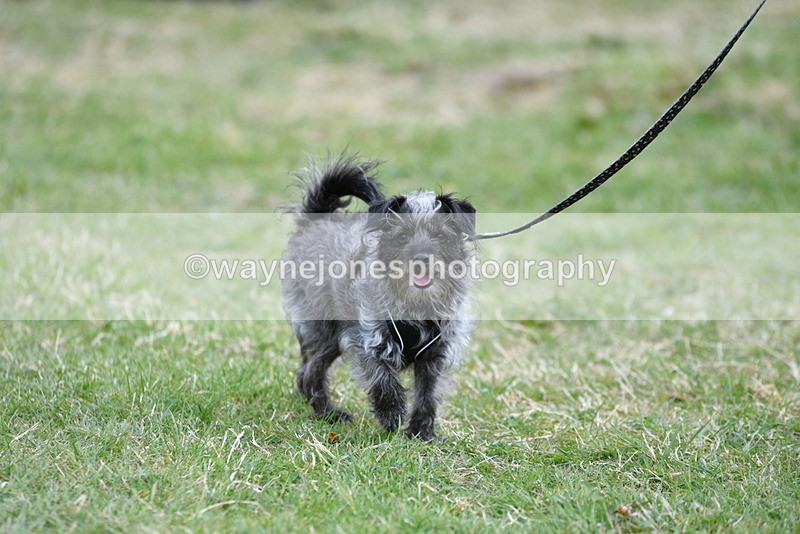 WJ5_9102 - Class 1 Best Cross Breed / Heniz 57