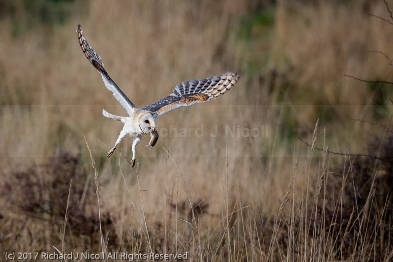 Barn Owl (Tyto alba) with prey - Barn Owl (Tyto Alba)