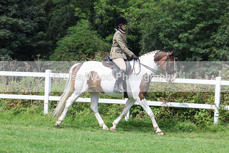 3E7A8630 - Class 5: Working Show Horse