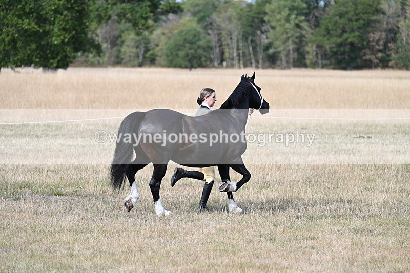 WJ7_8247 - In-hand Championship