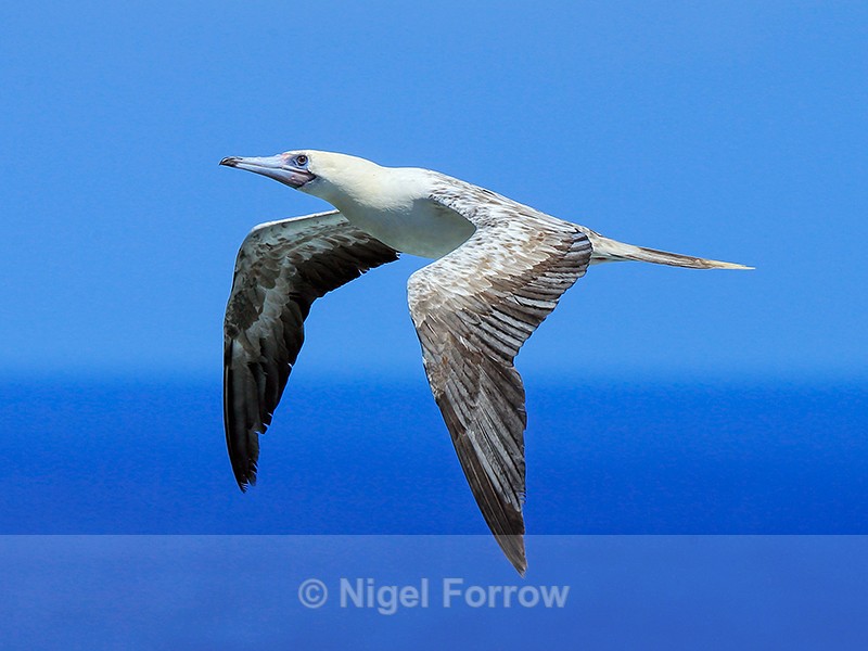 Red-footed Booby in flight, Kilauea Point, Kauai - Red-footed Booby