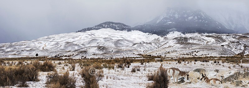Pronghorn near Gardiner, Montana - Yellowstone