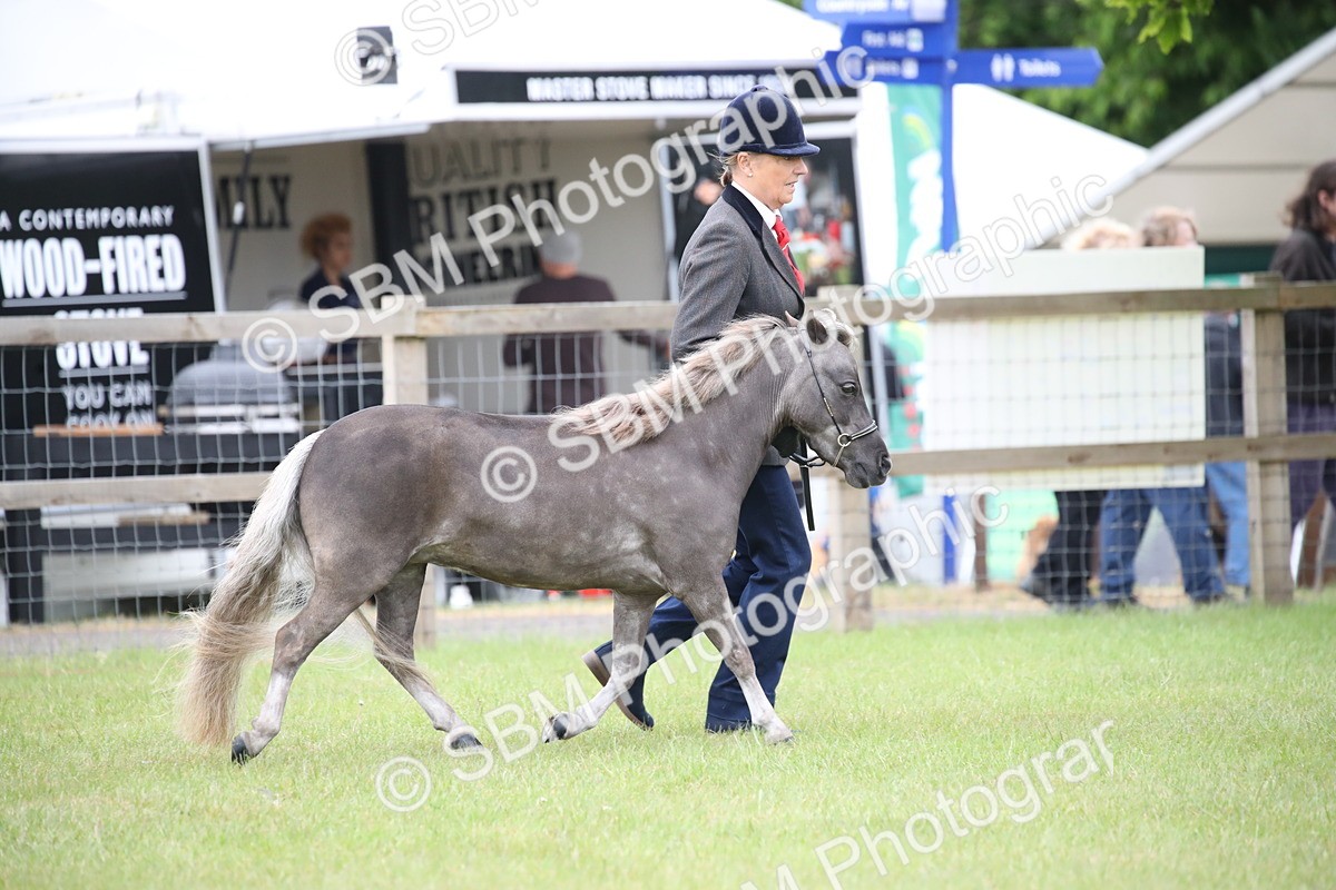 SBM_03867 - Class 23-25 - British Miniature Horse of the Year