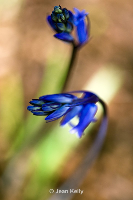 Flower - 8676 - Blue