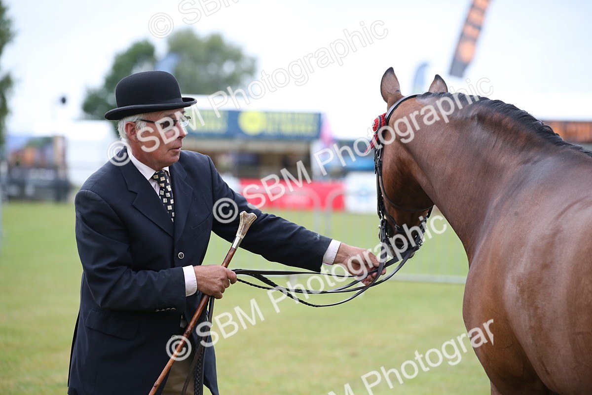 SBM_00149 - Class 17-20 - Arab & Part Bred - Anglo Arab In Hand
