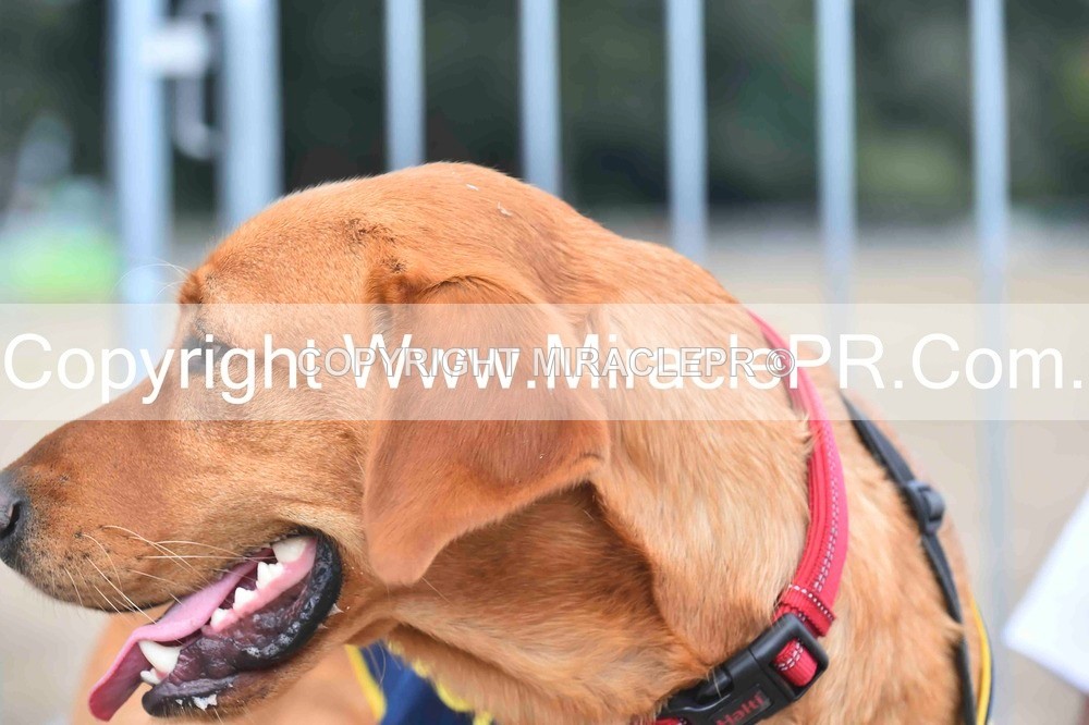 SH4_0121 - Dog show.