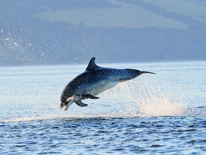 Bottlenose Dolphin jumps carrying fish, Chanonry Point, Scotland - Dolphin