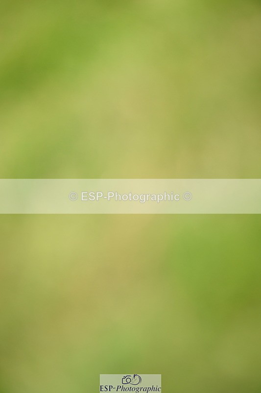 250705A-143612-15042 - Cls 31 Snr 1.35m Grand Prix