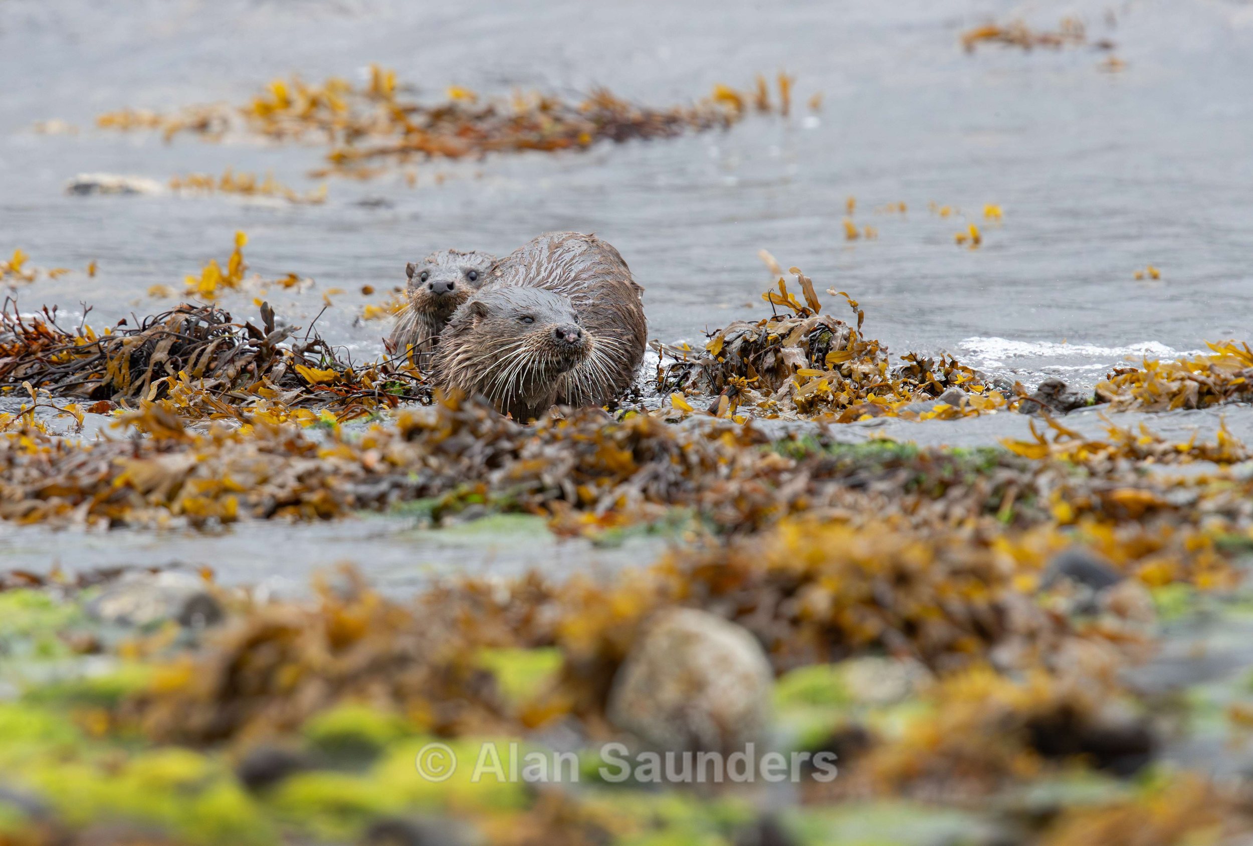 Eurasian Otter 65