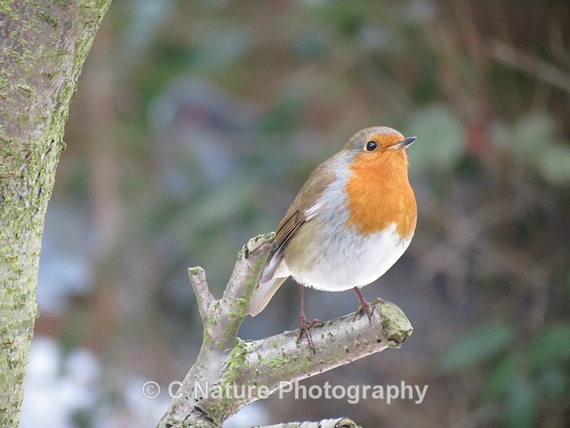 Robin - Birds
