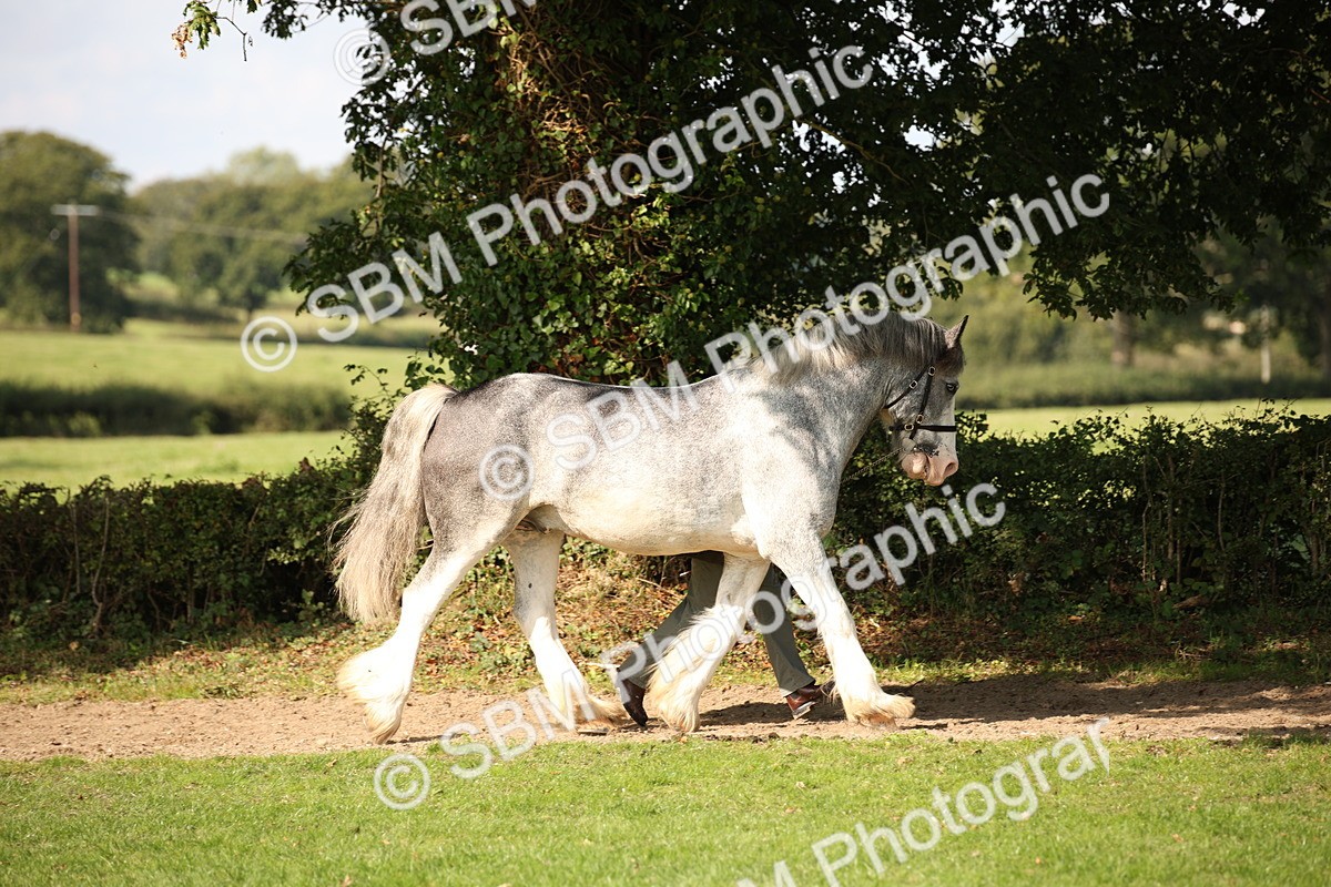 SBM_62182 - S55 - Traditional Cob In Hand