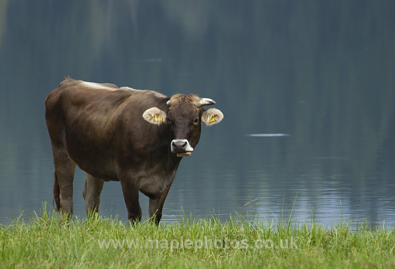 Austian Cow at Schwarzensee