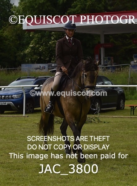 JAC_3800 - 65cm WORKING HUNTER