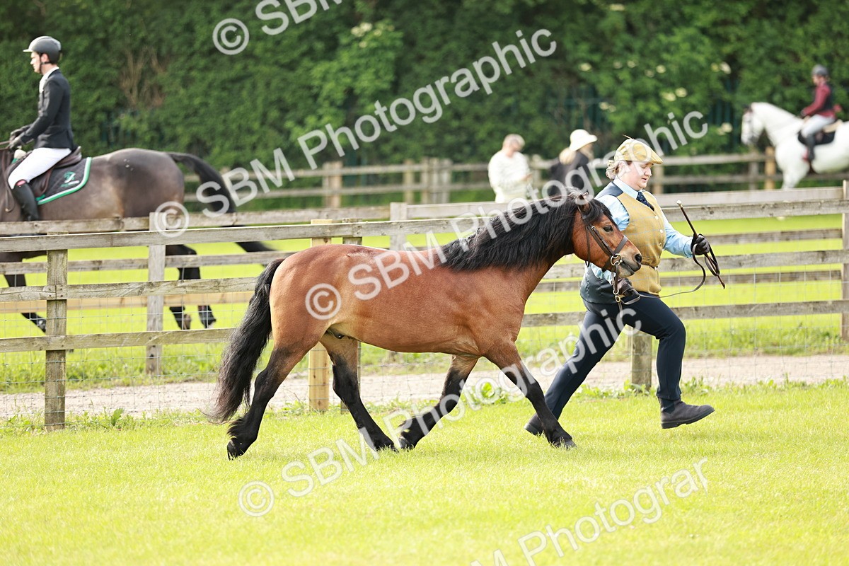 SBM_00456 - Class 14-23 - Mountain & Moorland In Hand Non Welsh