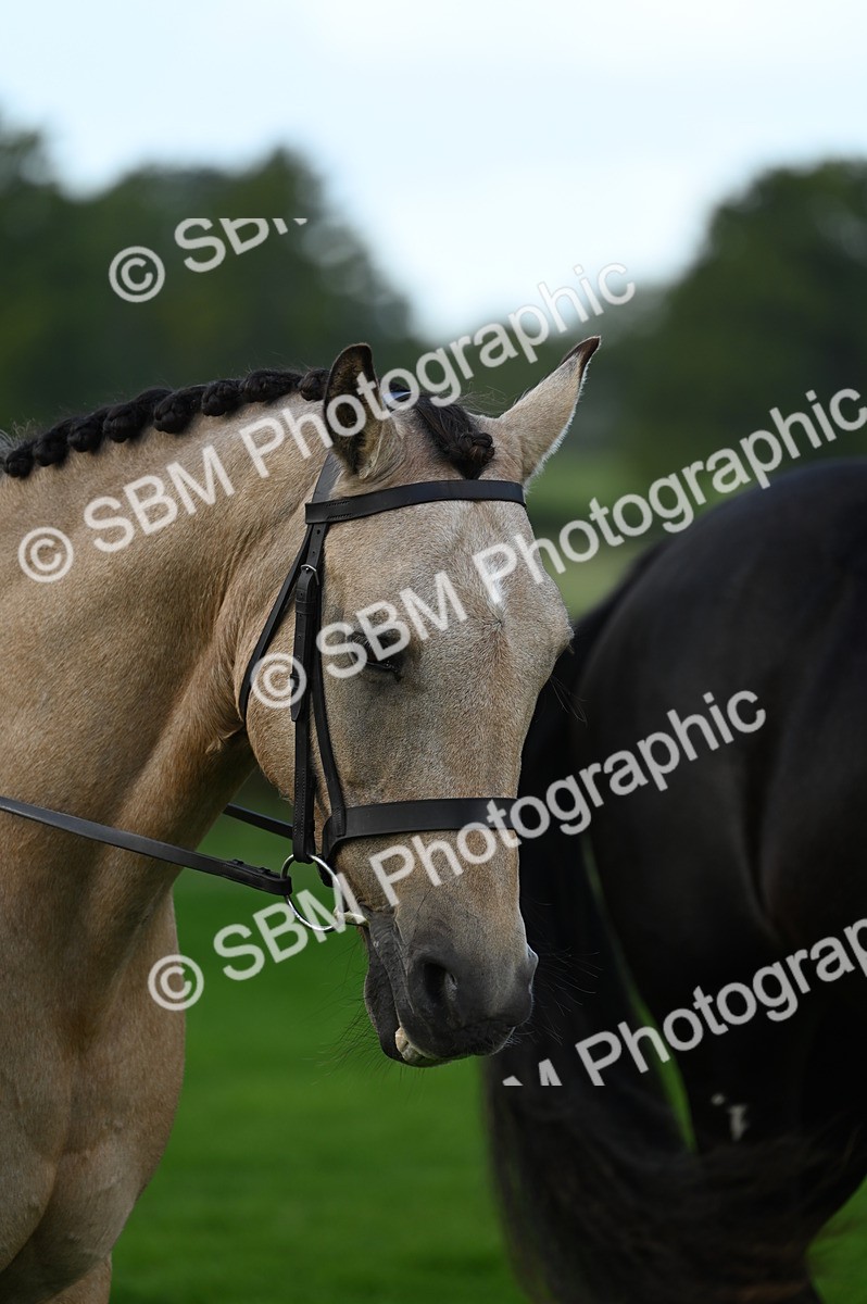 SBM_02080 - S2 - TSR Ridden Horse Showing