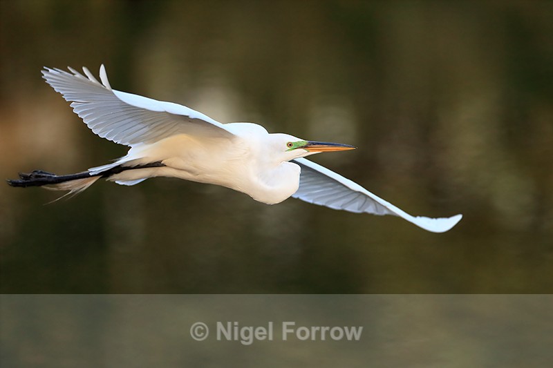 Great Egret flying side view, Venice Rookery, Florida - Great Egret